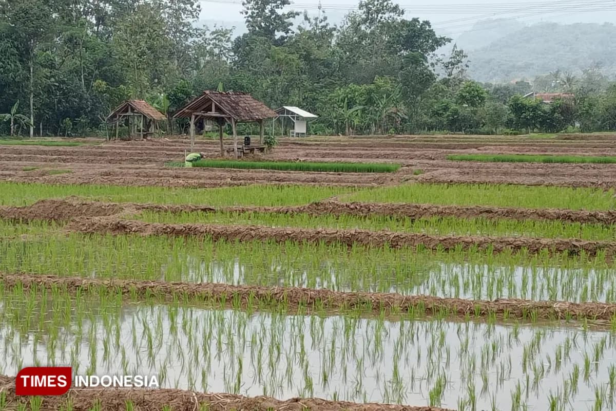 Kemarau Diprediksi Datang Lebih Awal, Petani Majalengka Diimbau Percepat Musim Tanam